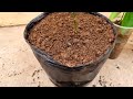 Growing Lemon Tree  From Cut With Aloe Vera : Agri-education