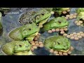 Sea Cucumber Farming - How Chinese Farmers Raise Billions Of Sea Cucumbers - Sea Cucumbers Process