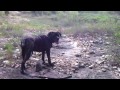 Young Moya Cane Corso on a hike