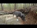 Riggs Hiking the Loblolly Trail. William B. Umstead State Park in Raleigh NC