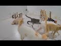 😘 When Cats Are So Silly 😹 I will die laughing 🐱😹 Funny Animal Videos 😅🐈