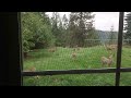 7 Deer in the Yard (Short Version)