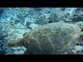 Turtle close encounter!