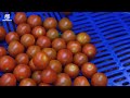 Growing CHERRY Tomatoes Year-Round in the largest Greenhouse built in Spain 🍅