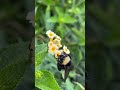 Bumblebees Foraging for Pollen and Nectar