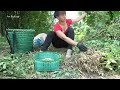 Harvesting Peanuts Goes To Market Sell - Free Farm Life | Tiểu Vân Daily Life