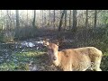 Hirschkuh tagsüber guckt in die Kamera