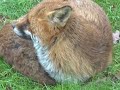 Foxes in my garden - unexpected visitors