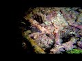 Frogfish Vs. Moray Eel