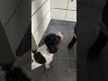 Dogs hate this sound