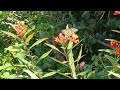 monarch on milkweed 7 5 24