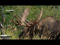 A Day in the Life of a Big Bull Moose (revisited) #wildlife