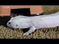 High quality gecko breeding environment set!