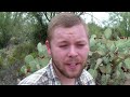 Collecting and Eating Prickly Pear Fruit