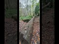 Goathlands Waterfall Walk North Yorkshire UK Heartbeat Country and Dales.