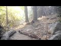 Bobcat Kills Rattlesnake While Fighting - 1147348