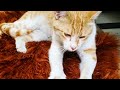 Cat making biscuits |Cat licking the rug