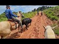 hoje nois estavam pegando o boi do vizinho e levando  de volta pra ele será que deu bom ?. !!!! 🐃🐃🐃