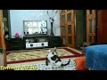 Funniest Animals 😄 New Funny Cats and Dogs Videos 😹🐶