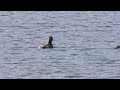 Crested grebe's chick swallow GIANT fish. Slow motion with Canon R7 and nearly 3000mm focal length