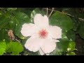 Hibiscu #theodoretedi #travelpawsrepeat #hawaiianbeach #lovemydog #plants #hawaiianisland #lovemydog