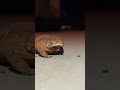 Frogberta swallows a June bug