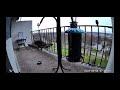 Bluejay Making Random Sounds | 4/4/2024