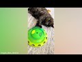 10 Minutes of the Laziest CATS 😪 Funny Cats Videos 2023