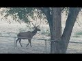 Elk family in New Mexico