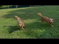 Dogs Visit the Sniffspot - Their Favorite Place to Run!