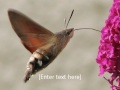 Hummingbird Hawk Moth