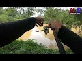 tarikan ganas ikan predator ukuran monster | ulu jelai kuala lipis pahang #wms-325