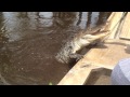 mason's air boat ride gator encounter