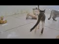 Funniest Cats 🤣😘 Funny Cats Moments 2024 😸