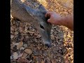 Whitetail Buck almost breeds Doe to Death.