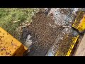 갑자기 집을 나가는 꿀벌들🐝😿 꿀벌의 세계: 자연 분봉의 순간