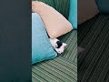 Coconut cat hiding spots