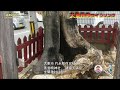 【大東市内サイクリング】大東市 竹永稲荷比枝神社、素戔嗚神社、 諸福天満宮、坐間神社ほか       #サイクリング  #大東市  #竹永稲荷比枝神社  #素戔嗚神社   #諸福天満宮  #坐間神社ほ