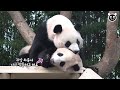 ★에버랜드 판다월드 ep43★ 러바오의 특별한 아홉번째 생일! 그리고 아기판다 푸바오의 새 보금자리 미끄럼틀 침대 Baby Panda Fu Bao