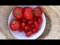 Basics Of Growing Plants From Seeds | Backyard Gardening