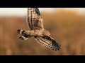 Ringtail Hen Harrier - 2024