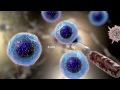 Multiple sclerosis | Understanding the roles of B cells