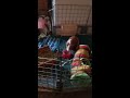 Crazy Guinea Pig Battles!