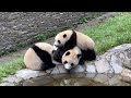 蕊蕊妈妈和两个费头子【Panda：♀蕊蕊Rui Rui、♂小贤崽、♀蕊蕊崽】卧龙神树坪基地#大熊猫 #panda