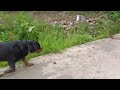 Arya ile gezerken maya karşımıza çıktı #rottweiler #arya #maya