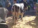 Bull Mounting On Special Semen Collector Close Up