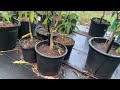 Personal mango tree collection, and other food bearing plants