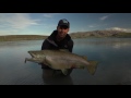 World's biggest trout caught on camera?