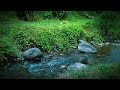 Beautifull Forest River Relaxing water sound, Nature sounds white noise, river sound for sleeping