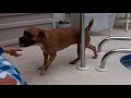 Emmy the AmStaff Pitbull gets better at swimming in one day